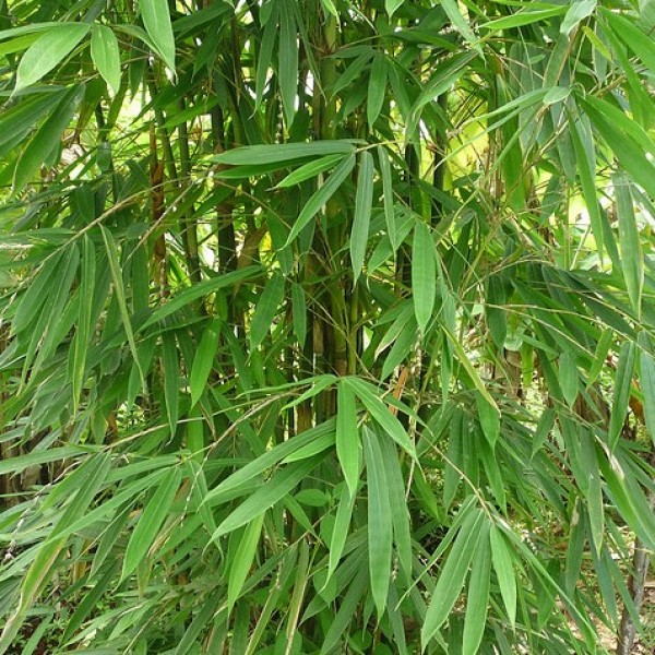 Dendrocalamus Strictus (Male Bamboo)