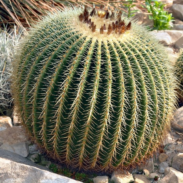 Echinocactus Grusonii (Golden Barrel Cactus) 