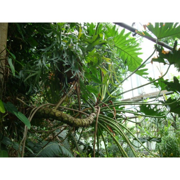 Philodendron Bipinnatifidum Seeds (Lacy Tree Philodendron, Selloum)