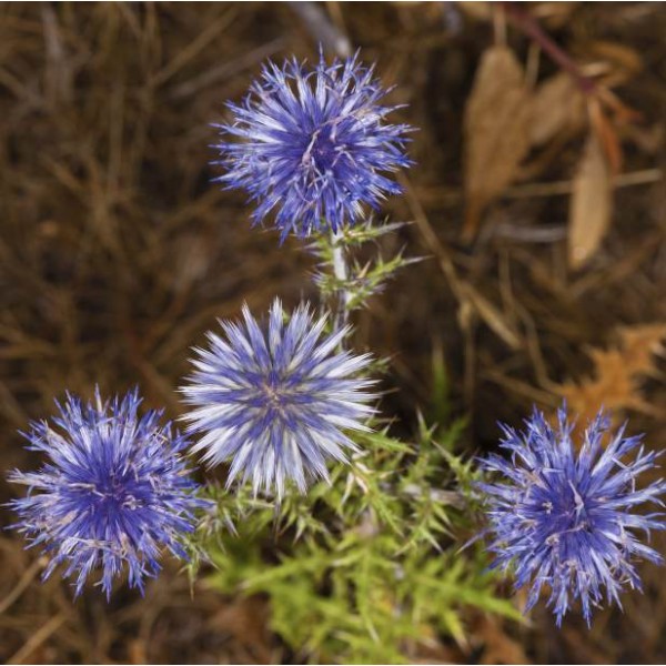 Buy Globe Thistle Seeds rarexoticseeds