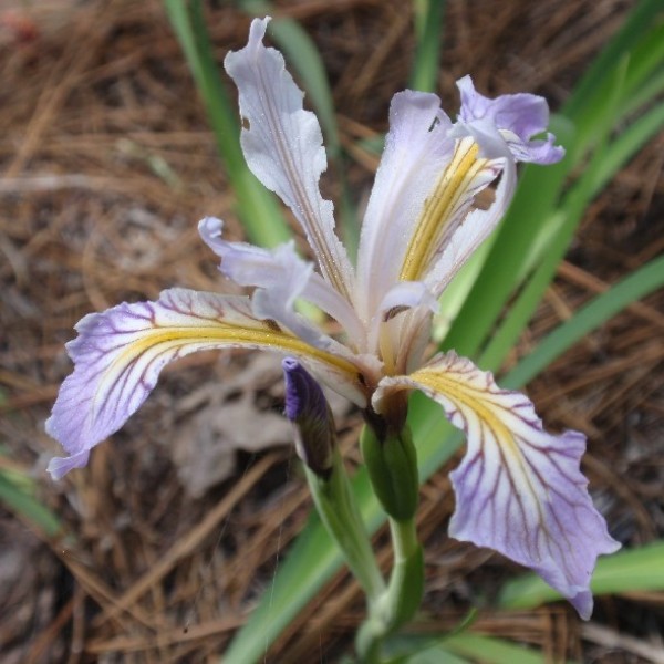 Iris Hartwegii (Sierra Iris)