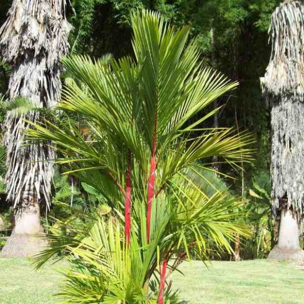 Red Palm bamboo Gigante Rare seeds 10 Semi di Bambù Cyrtostachys renda