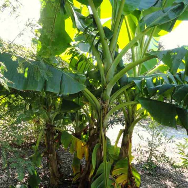 Musa Darjeeling Banana Seeds