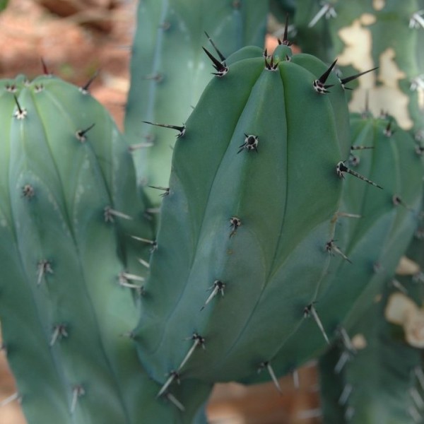 Myrtillocactus Geometrizans Seeds