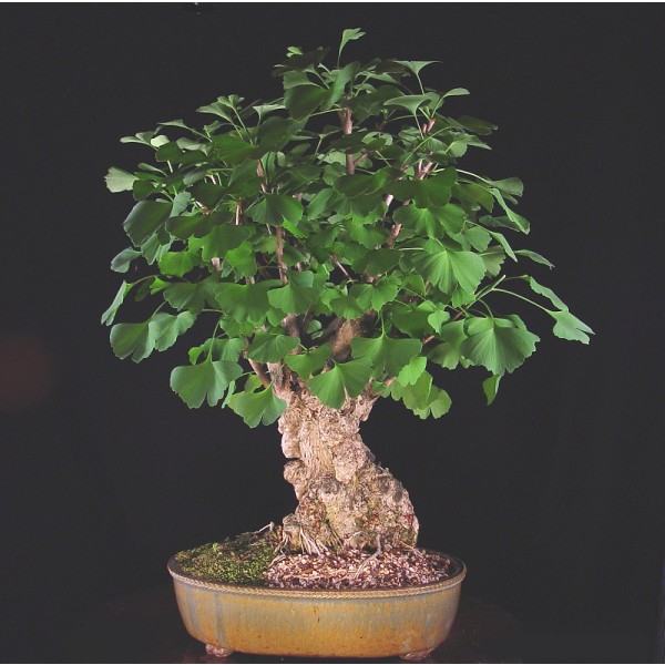 10 graines de Gingko Biloba bonsaï seeds Ginkgo Ginko  Maidenhair tree