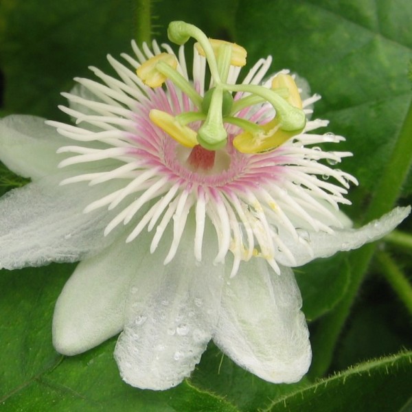 Passiflora Foetida Flower (Love-in-a-Mist)