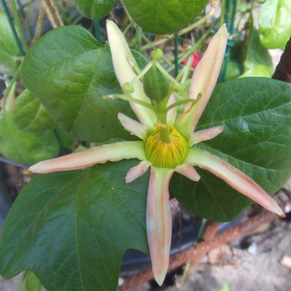 Passiflora Herbertiana (Native Passionfruit)