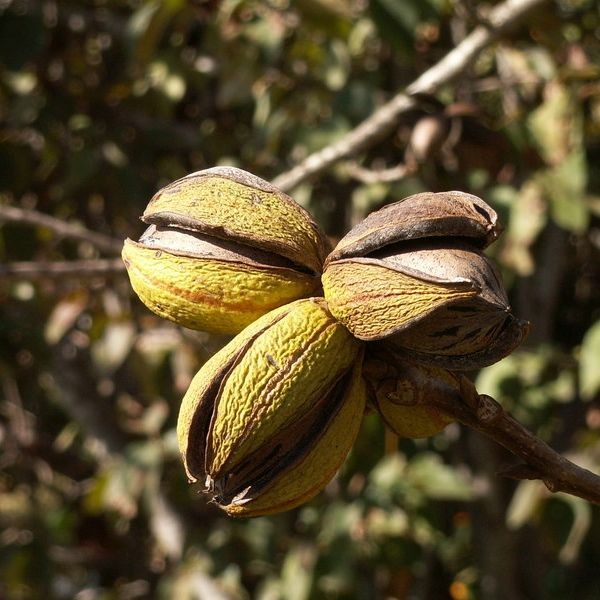 Pecan Tree Seeds (Carya Illinoinensis) 