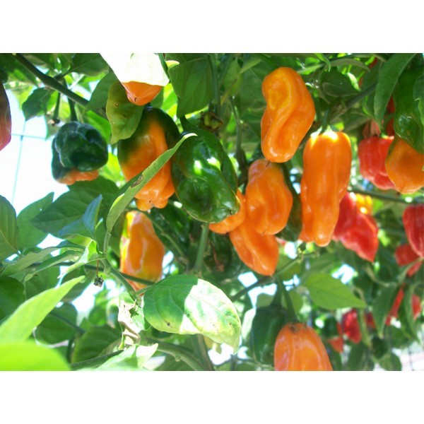 Buy Habanero Pepper Seeds Online Rarexoticseeds