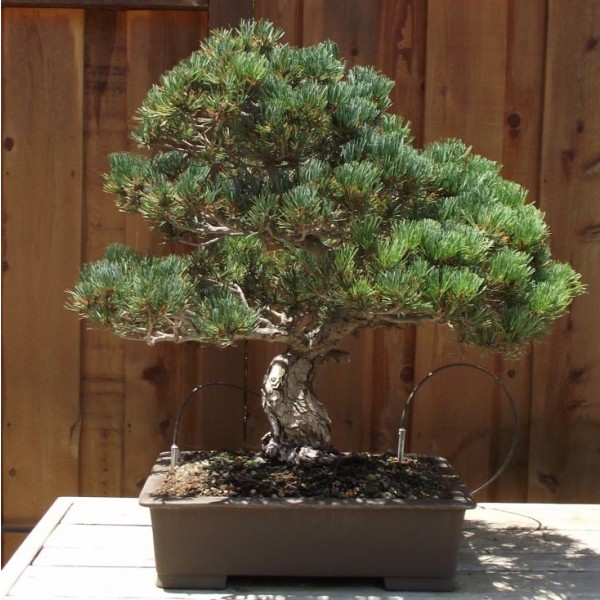 20/40pcs Japanese White Pine Pinus Parviflora Green Plants Tree Bonsai Seeds JFF