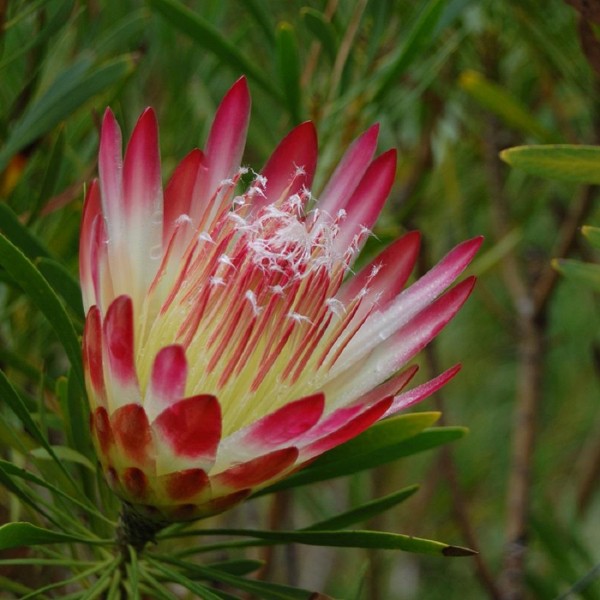 Protea Repens Seeds (Sugarbush Protea Seeds)