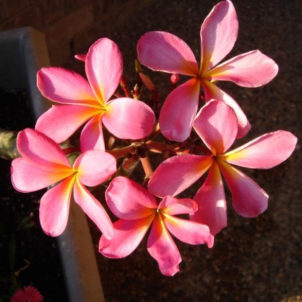 Red frangipani seeds