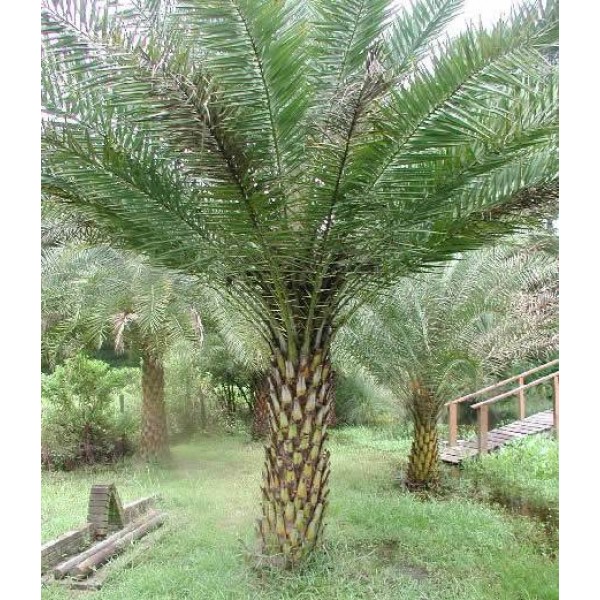 silver Date Palm exotic rare palms semi plant seed 50 seeds Phoenix sylvestris