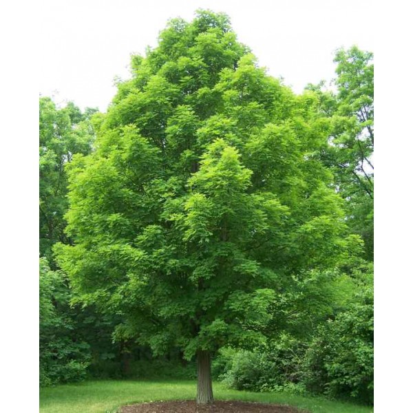 *Special* Canadian Sugar Maple, ACER saccharum Fresh Seeds From Canada