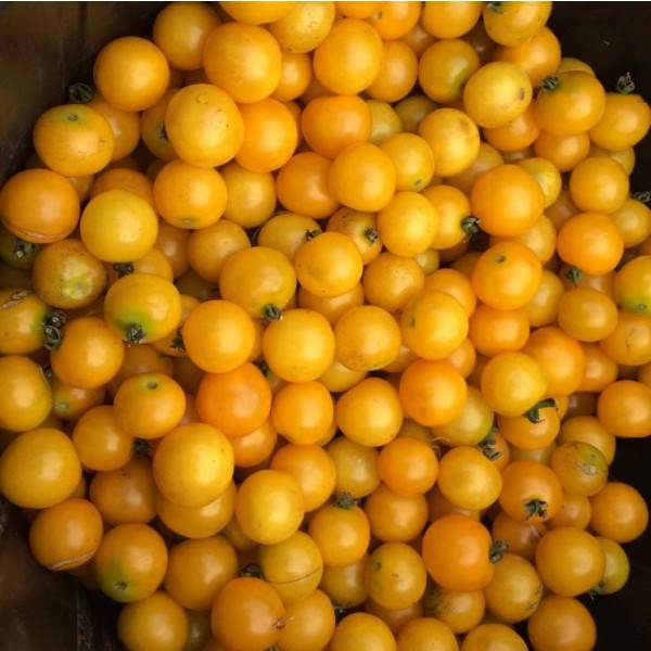 Galina Round Yellow Cherry Tomato Seeds