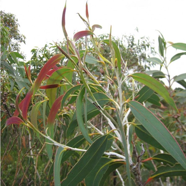 Eucalyptus Luehmanniana (Yellow Top Mallee Ash)