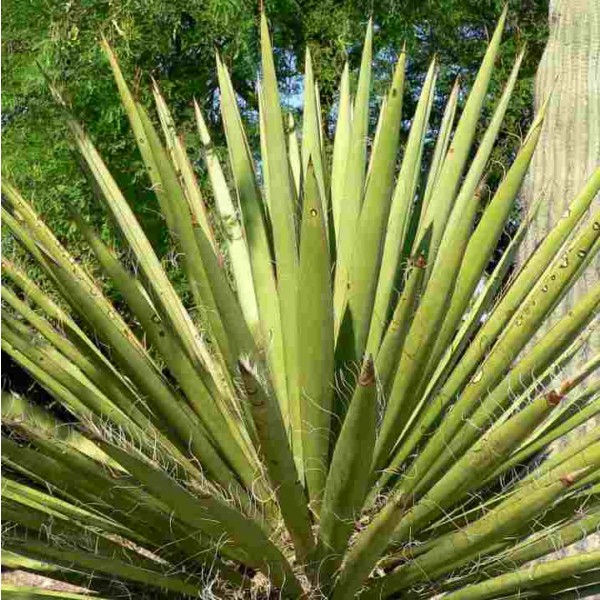 Yucca Faxoniana