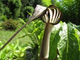 Arisaema Concinnum (Chinese Cobra Lily)