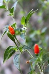 Pequin Pepper seeds (Capsicum Annuum Pequin seeds)