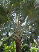Bismarckia Nobilis (Silver Bismarck Palm)