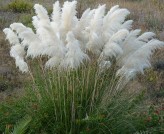 Cortaderia Selloana White (White Pampas Grass)