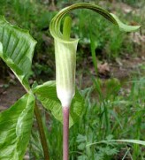 Arisaema Triphyllum (Jack-in-the-Pulpit, Indian Turnip)