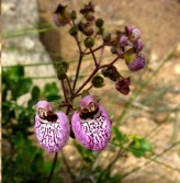 Calceolaria Canna (Capachito Flower)