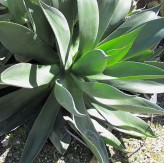 Agave Chiapensis