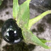 Atropa Belladonna Seeds (Dadly nightshade)