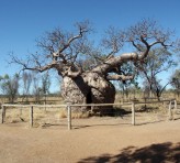 Adansonia Gregorii  (Australian Baobab)