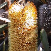Banksia Conferta Seeds