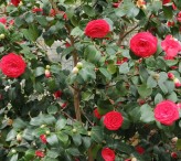 Japanese camellia (Camellia Japonica)