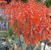Aloe Striata Seeds (Coral Aloe)