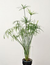Cyperus Alternifolius Seeds (Umbrella Papyrus, Umbrella Sedge, Umbrella Palm)