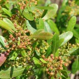 Hopbush (Dodonaea viscosa)