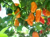 Capsicum Habanero Seeds (Habanero Pepper Seeds)