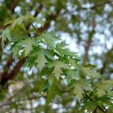 Silver Maple Seeds