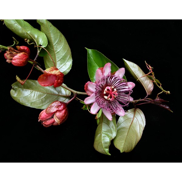 Passiflora Ambigua Seeds (Passiflora Emiliae Seeds, Passion Flower Seeds)