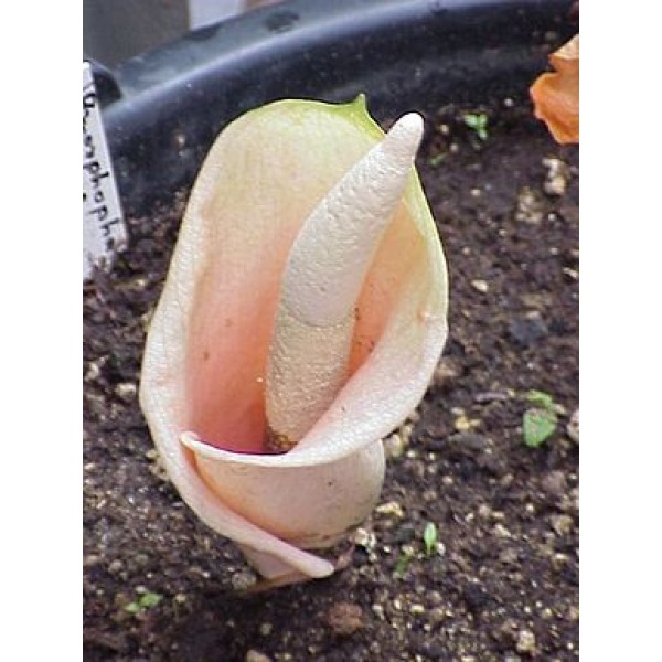 Amorphophallus Bulbifer Seeds (Voodoolily Seeds, Pink Devil's Tongue)