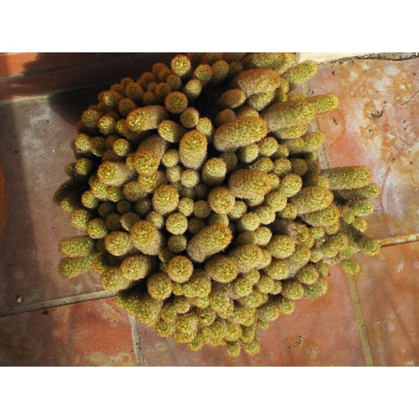 Gold Lace Cactus Seeds (Mammillaria Elongata)
