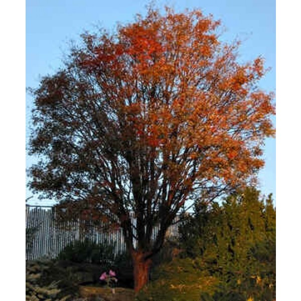 Acer Griseum Seeds (Paperbark Maple Tree Seeds)