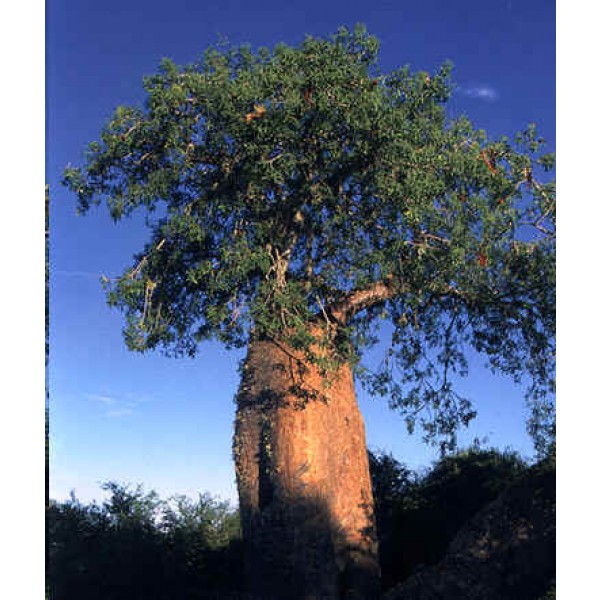 10Pcs Adansonia Digitata Baobab Tree Seeds Exotic Outdoor Plant High Germination Centraliain Baobab Tree Seeds