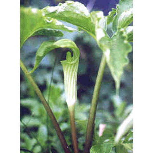 Arisaema Amurense Seeds (Jack-in-the-Pulpit Seeds)