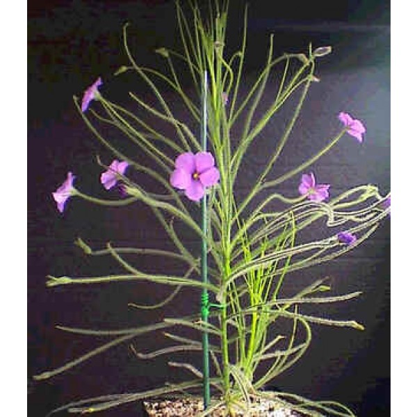 Byblis Lamellata (Rainbow Plant)