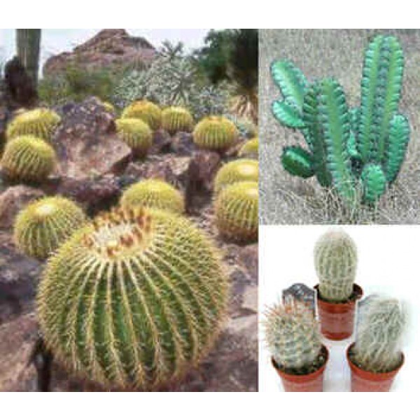 Cactus Seeds Mix (Cactus Seeds)
