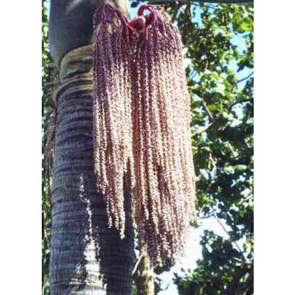 Caryota Urens Seeds (Jaggery Palm Seeds, Toddy Palm Seeds, Fishtail Palm Seeds)