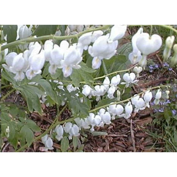 Dicentra Spectabilis White Seeds (Bleading Heart Seeds, Lyre Flower Seeds)