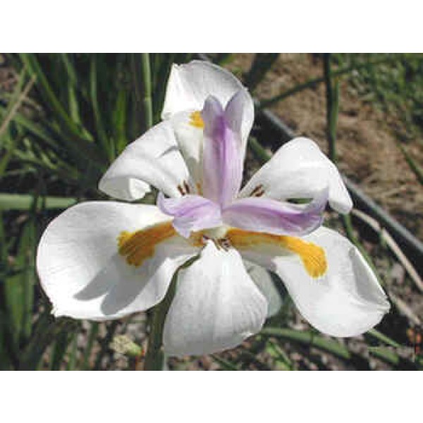 Buy Iris Seeds Online Rarexoticseeds