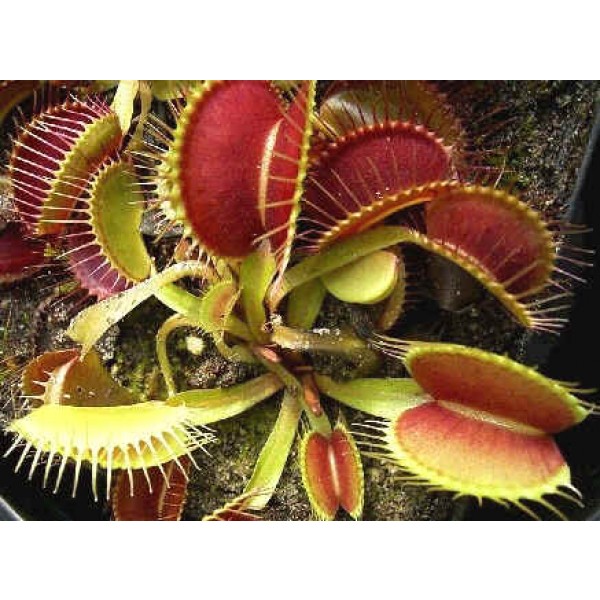 Dionaea Muscipula Giant Forms Mix (Venus Flytrap)