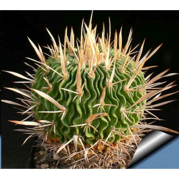  Echinofossulocactus